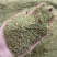 野生猫爪草种子三散草小毛茛材煲汤食用一年生草本植物种籽