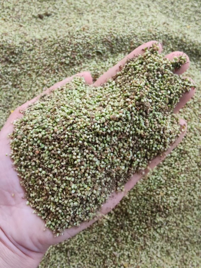 野生猫爪草种子三散草小毛茛材煲汤食用一年生草本植物种籽