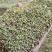 野生猫爪草种子三散草小毛茛材煲汤食用一年生草本植物种籽