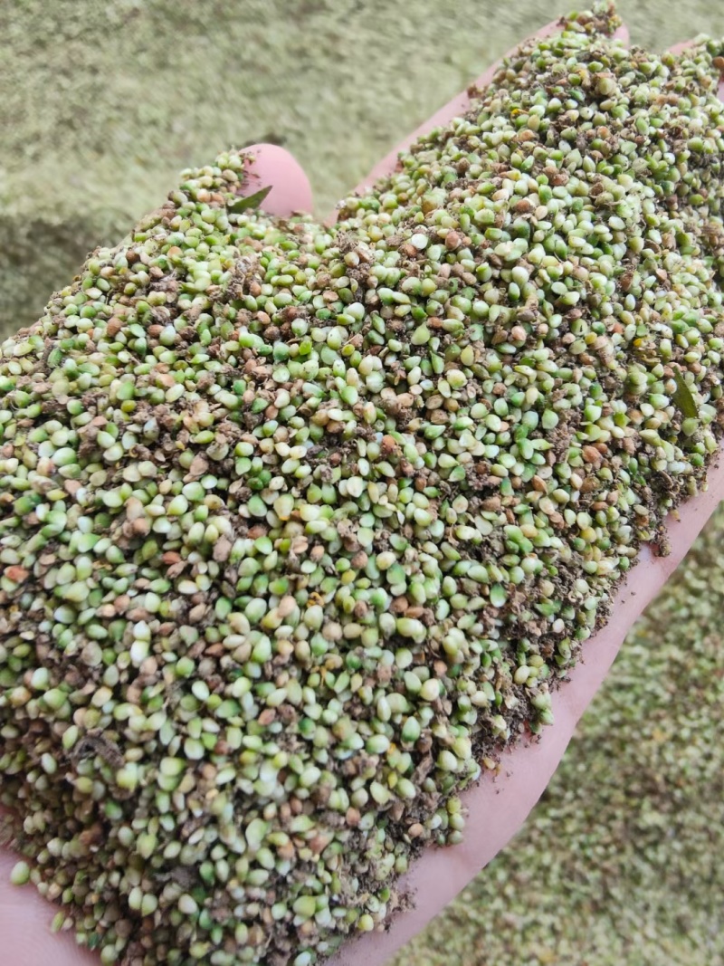野生猫爪草种子三散草小毛茛材煲汤食用一年生草本植物种籽