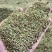 野生猫爪草种子三散草小毛茛材煲汤食用一年生草本植物种籽