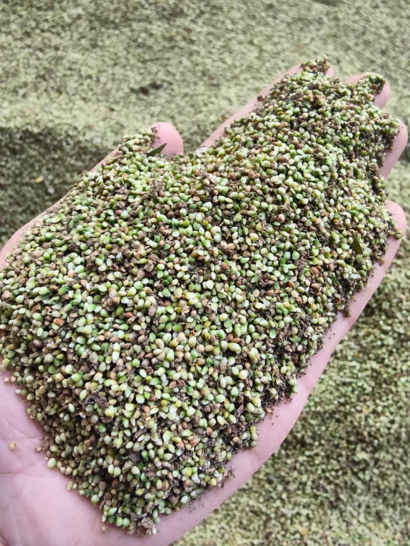 野生猫爪草种子三散草小毛茛材煲汤食用一年生草本植物种籽