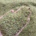 野生猫爪草种子三散草小毛茛材煲汤食用一年生草本植物种籽
