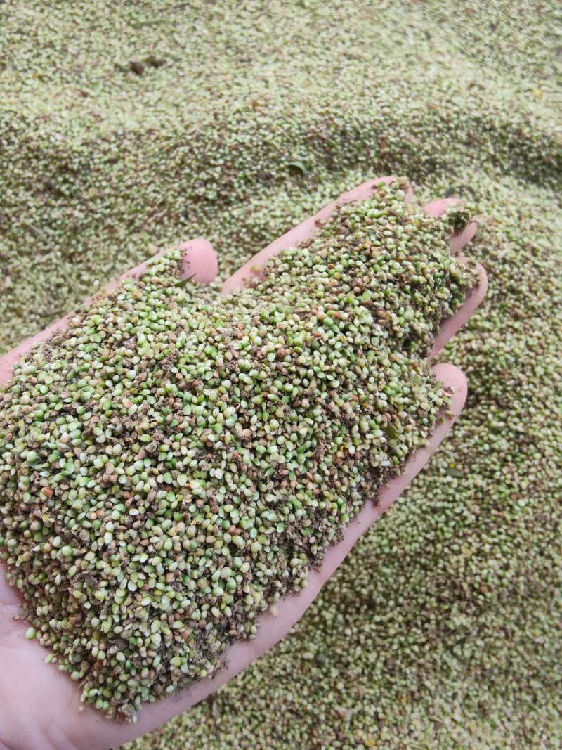 野生猫爪草种子三散草小毛茛材煲汤食用一年生草本植物种籽