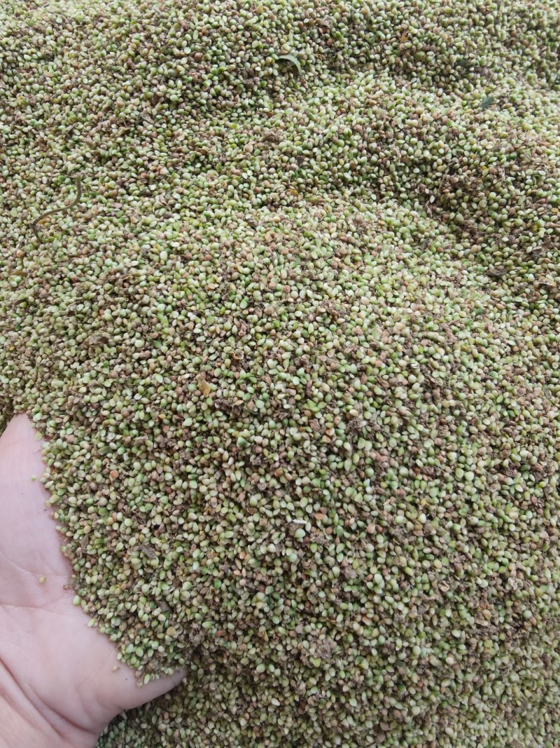 野生猫爪草种子三散草小毛茛材煲汤食用一年生草本植物种籽