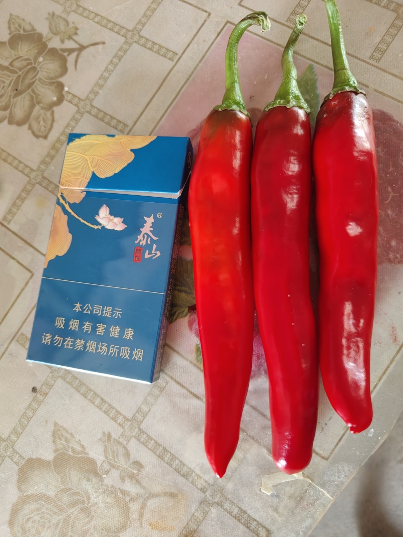 红金塔辣椒杭椒大量供货中价格不高全国发货一条龙服务