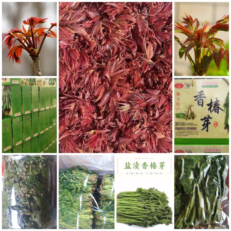 盐渍香椿源头，产品全是现货，主打全网性价比**。