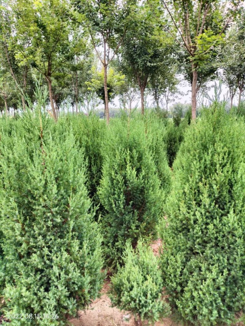一米高的河南桧柏
