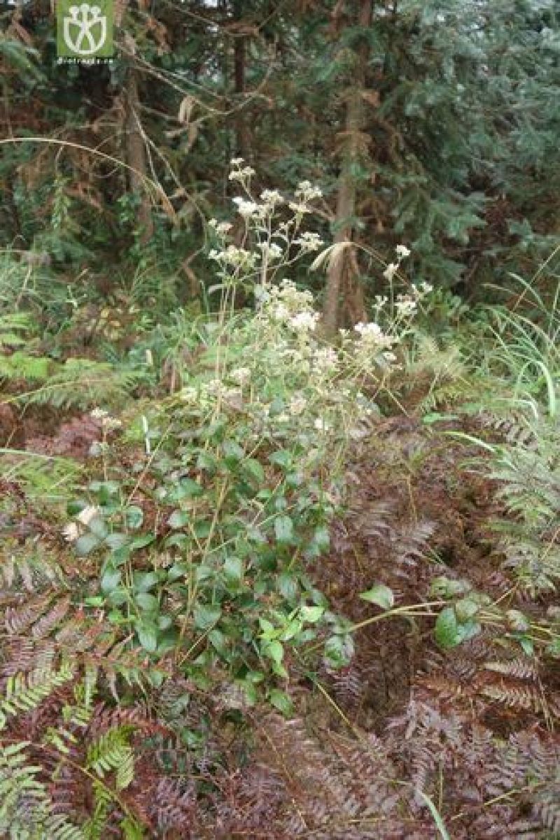 多须公，又名华泽兰，别名白花根，寸杆树根