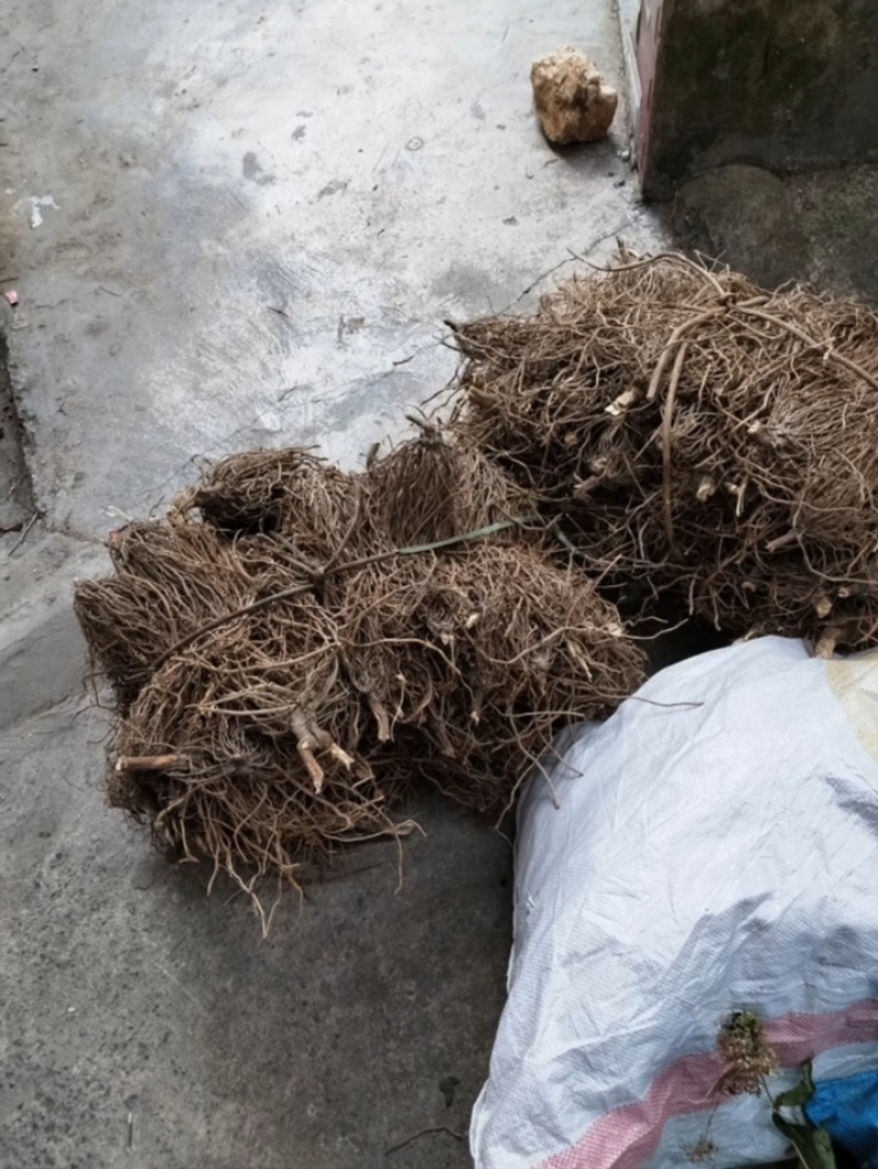 多须公，又名华泽兰，别名白花根，寸杆树根