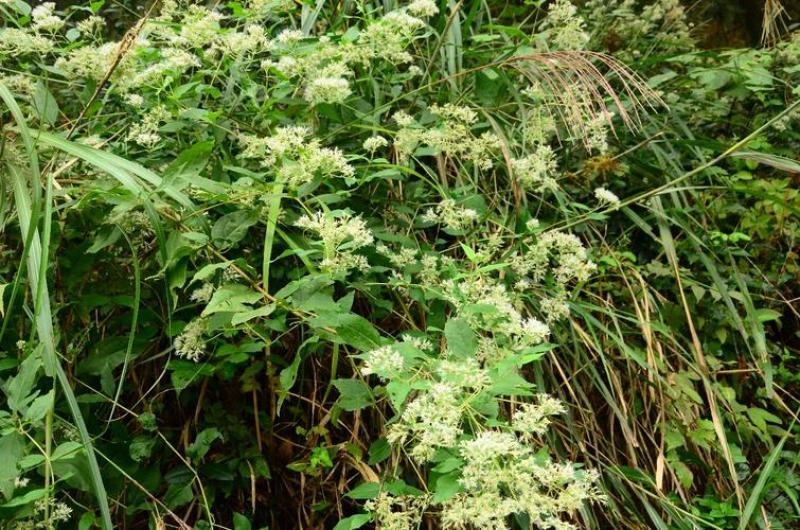 多须公，又名华泽兰，别名白花根，寸杆树根