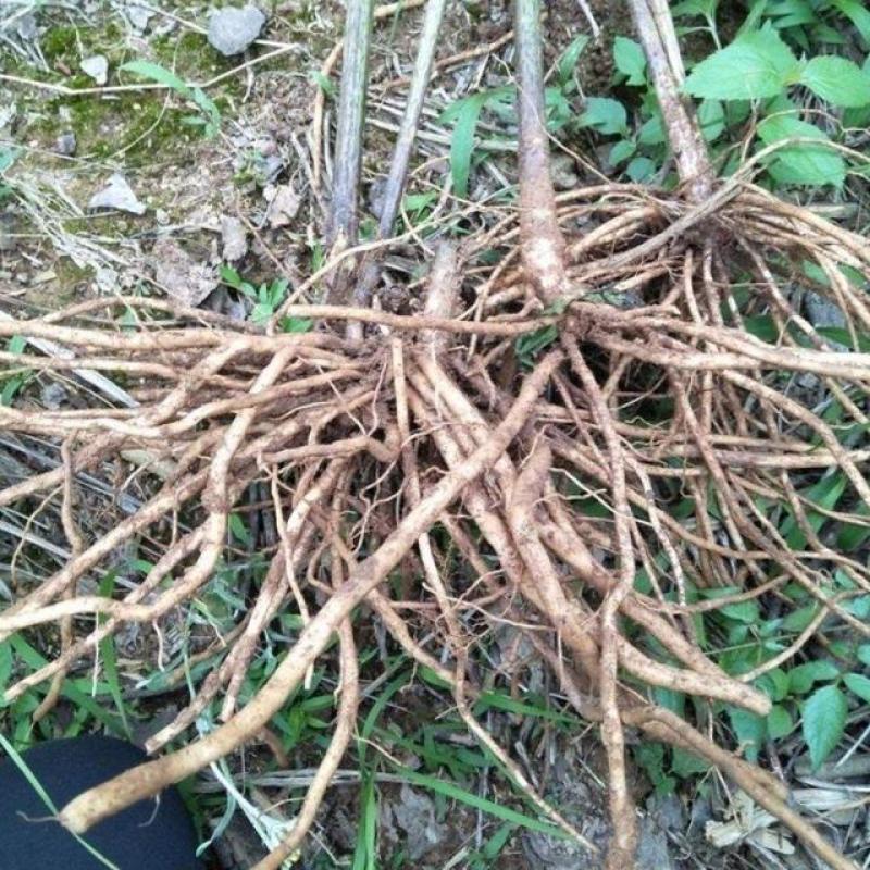 多须公，又名华泽兰，别名白花根，寸杆树根