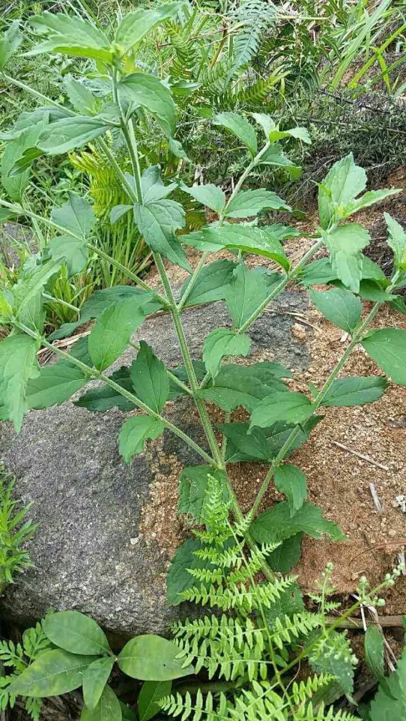 多须公，又名华泽兰，别名白花根，寸杆树根