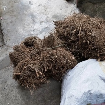 多须公，又名华泽兰，别名白花根，寸杆树根