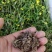 猫爪草根小毛莨农家猫爪儿草三散草材二年生草本植物籽