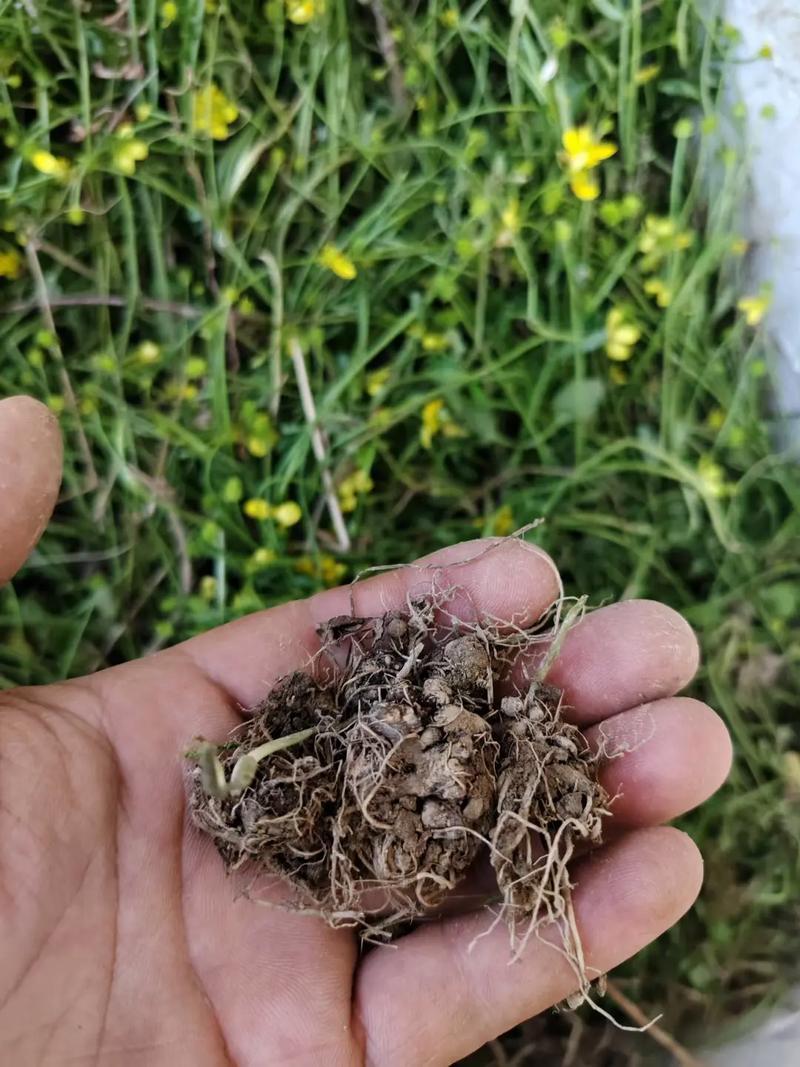 猫爪草根小毛莨农家猫爪儿草三散草材二年生草本植物籽