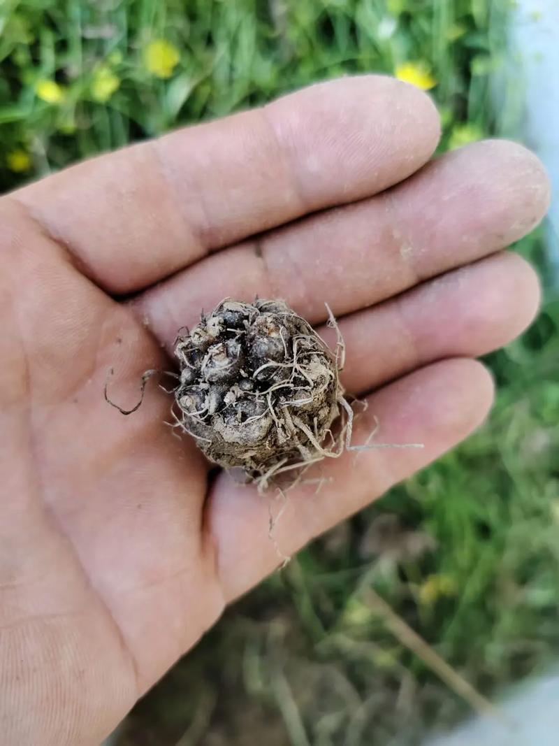 猫爪草根小毛莨农家猫爪儿草三散草材二年生草本植物籽