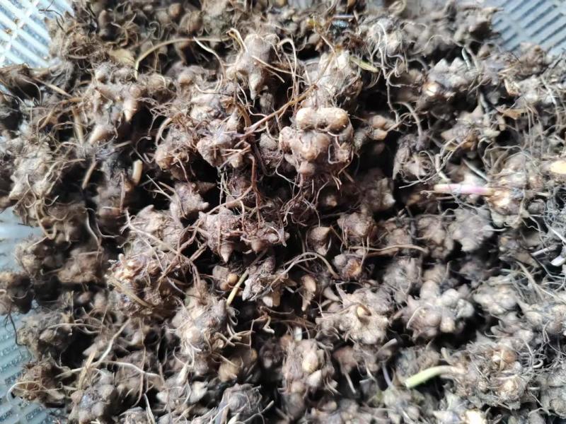 猫爪草根小毛莨农家猫爪儿草三散草材二年生草本植物籽