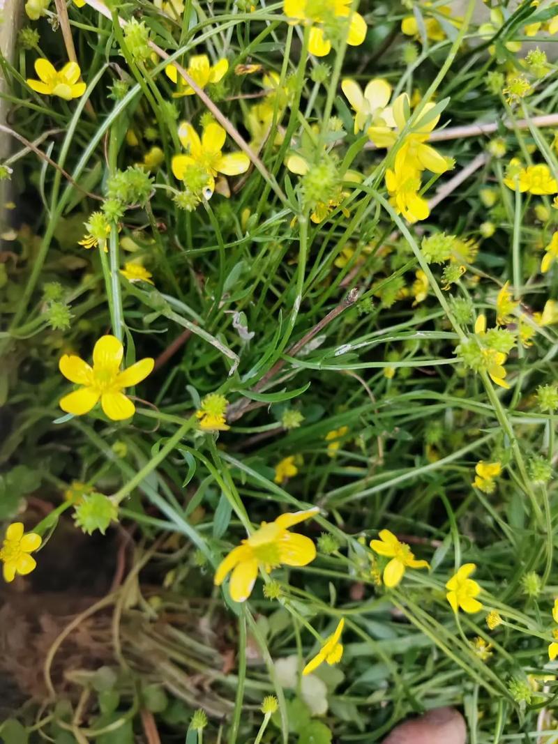 猫爪草根小毛莨农家猫爪儿草三散草材二年生草本植物籽