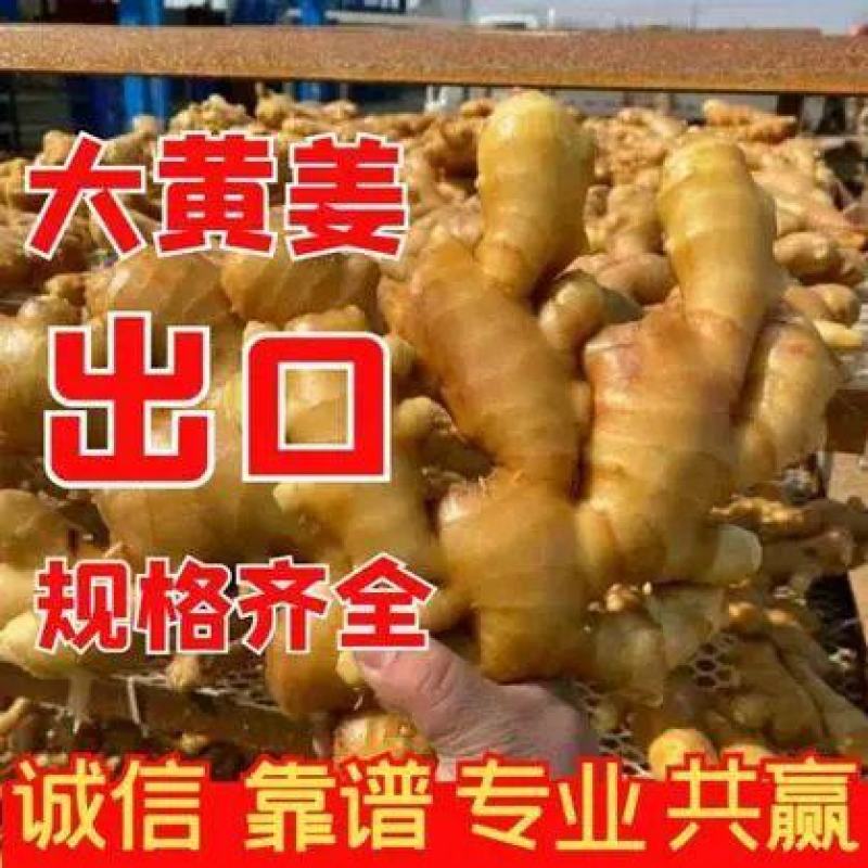 优质生姜山东大姜产地批发，货源充足，保质保量