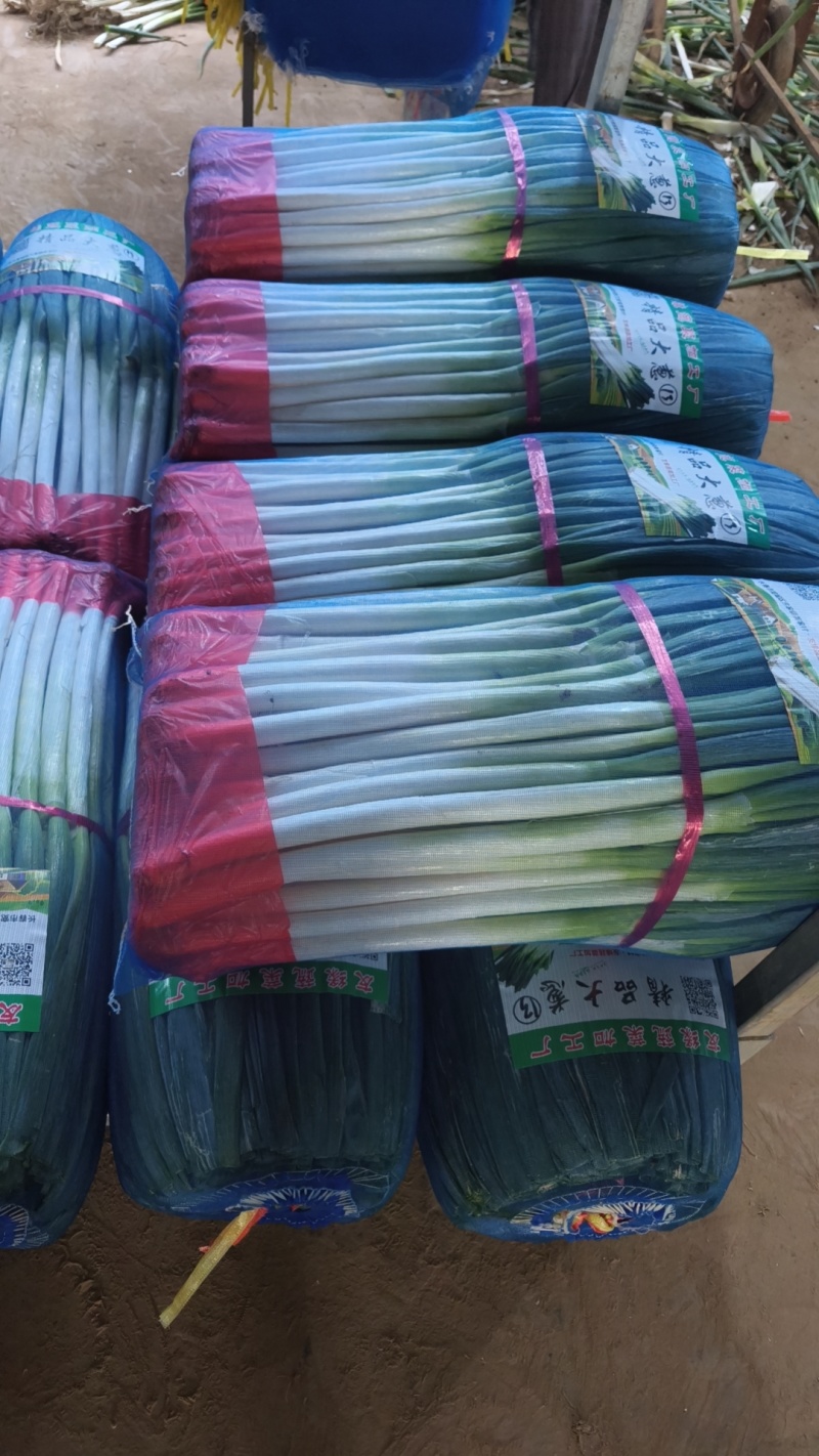 精品钢葱冷库打冷，长白大葱，铁杆大葱，欢迎全国客商采购