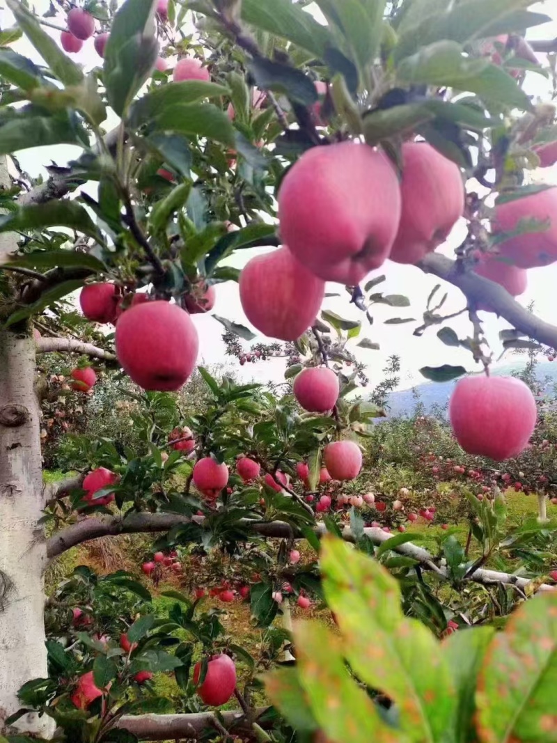 红星苹果批发山东苹果产地大量上市，货源充足