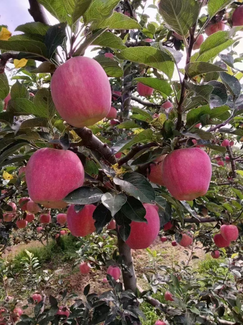 红星苹果批发山东苹果产地大量上市，货源充足