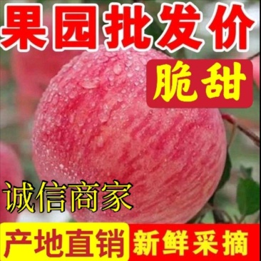 红星苹果批发山东苹果产地大量上市，货源充足