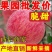 红星苹果批发山东苹果产地大量上市，货源充足
