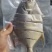金鲳鱼干