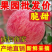红星苹果批发山东苹果产地大量上市，货源充足