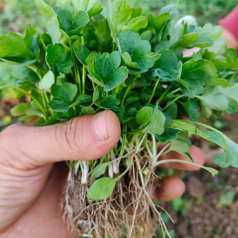 猫爪草苗小叶猫爪草苗阳台室内室外庭院植物苗