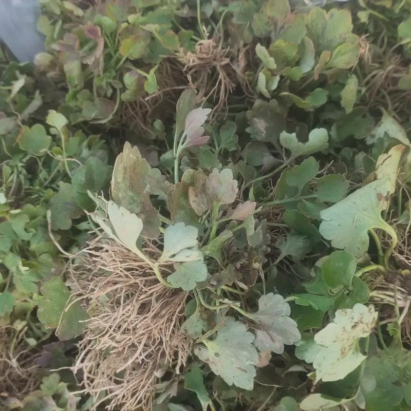 猫爪草苗小叶猫爪草苗阳台室内室外庭院植物苗