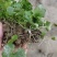 猫爪草苗小叶猫爪草苗阳台室内室外庭院植物苗