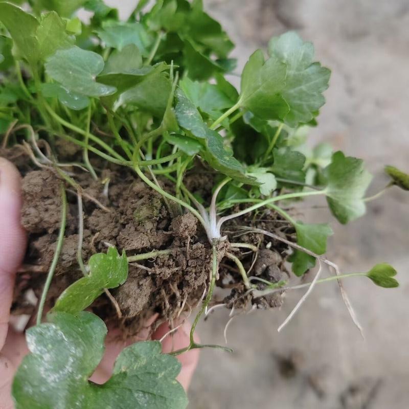 猫爪草苗小叶猫爪草苗阳台室内室外庭院植物苗