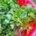 猫爪草苗小叶猫爪草苗阳台室内室外庭院植物苗