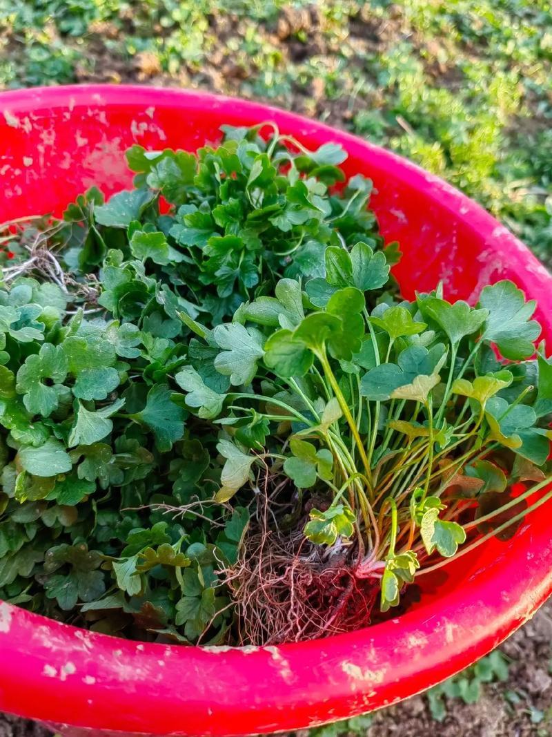 猫爪草苗小叶猫爪草苗阳台室内室外庭院植物苗