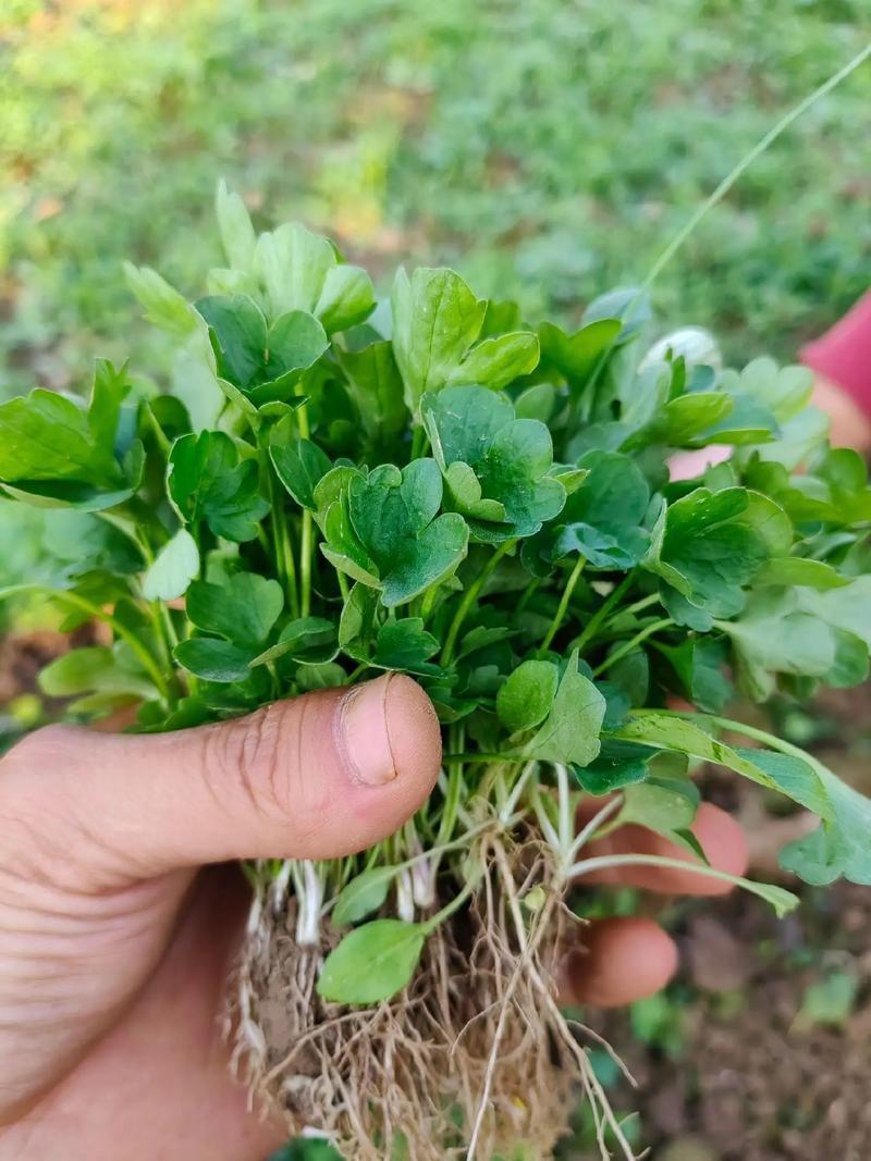 猫爪草苗小叶猫爪草苗阳台室内室外庭院植物苗