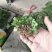 猫爪草苗小叶猫爪草苗阳台室内室外庭院植物苗