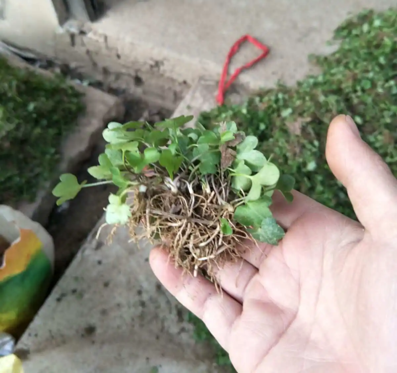 猫爪草苗小叶猫爪草苗阳台室内室外庭院植物苗