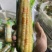 18根白糯玉米一级彩箱批发市场商超免费邮寄样品提供食宿
