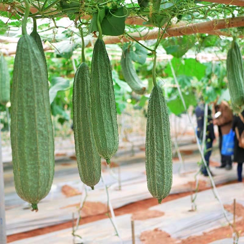 鹤小花丝瓜种子厚肉纤维少清香口感好耐热棱角种籽早熟大田种