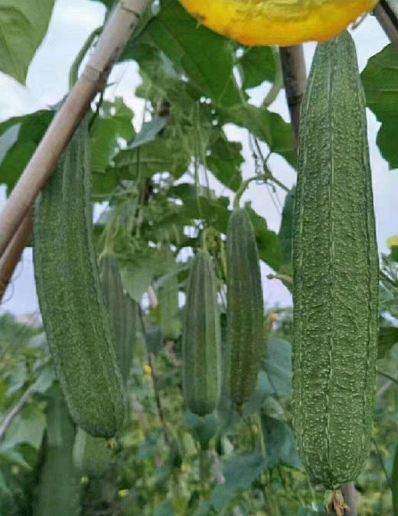 鹤小花丝瓜种子厚肉纤维少清香口感好耐热棱角种籽早熟大田种