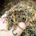 古树普洱茶红茶晒红40斤起包邮
