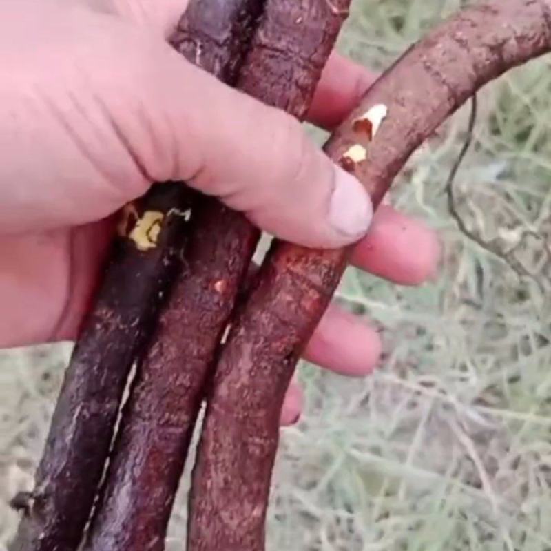 野甘草