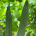 大花点香甜丝瓜种子高产香嫩棱丝瓜甜脆清香八角丝瓜种子菜种