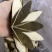 化橘红七爪化州厂家批发化州橘红皮