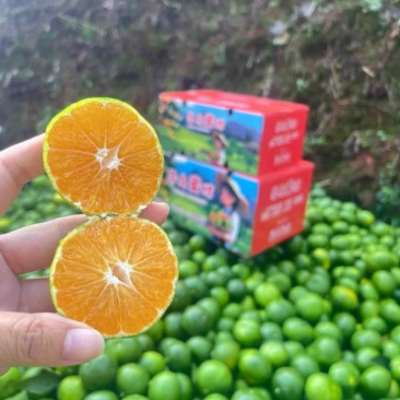 当季新鲜现摘青皮橘子寻乌蜜橘薄皮橘子自家高山种植