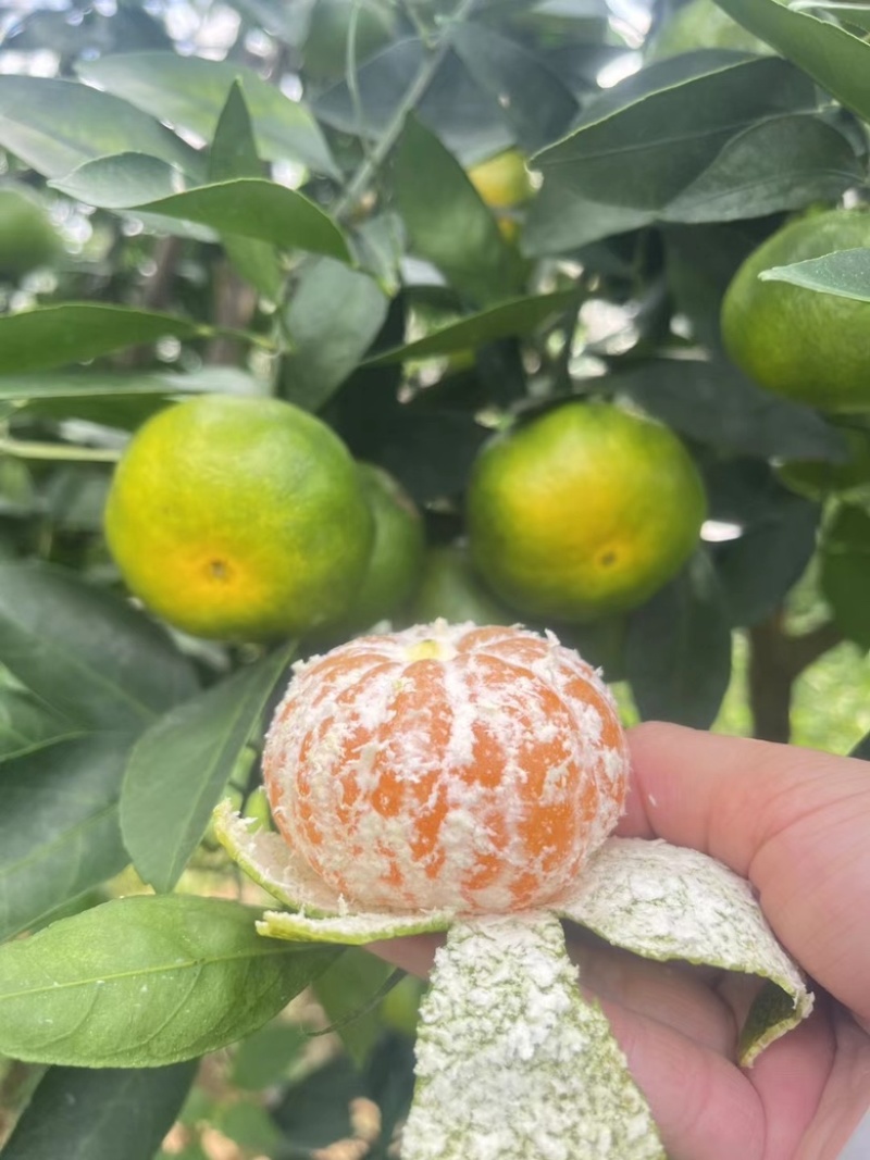 当季新鲜现摘青皮橘子寻乌蜜橘薄皮橘子自家高山种植