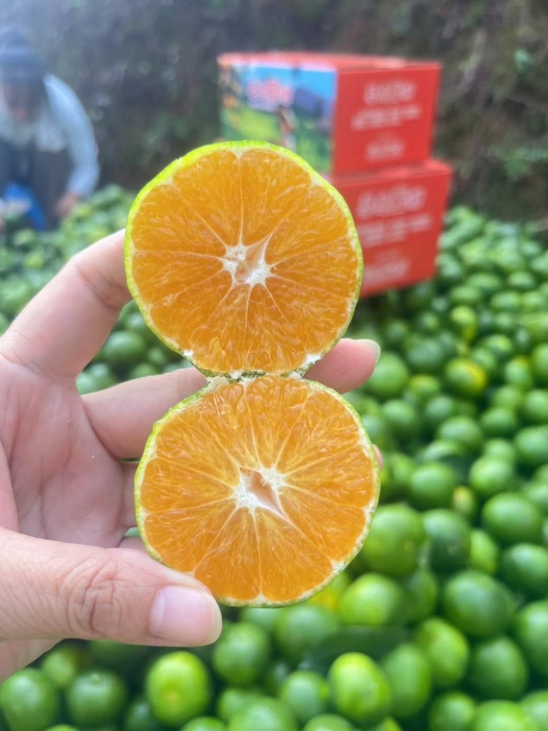 当季新鲜现摘青皮橘子寻乌蜜橘薄皮橘子自家高山种植